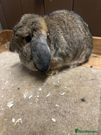 Dwarf Lop rabbits 2 dwarf lop does - Advert 1