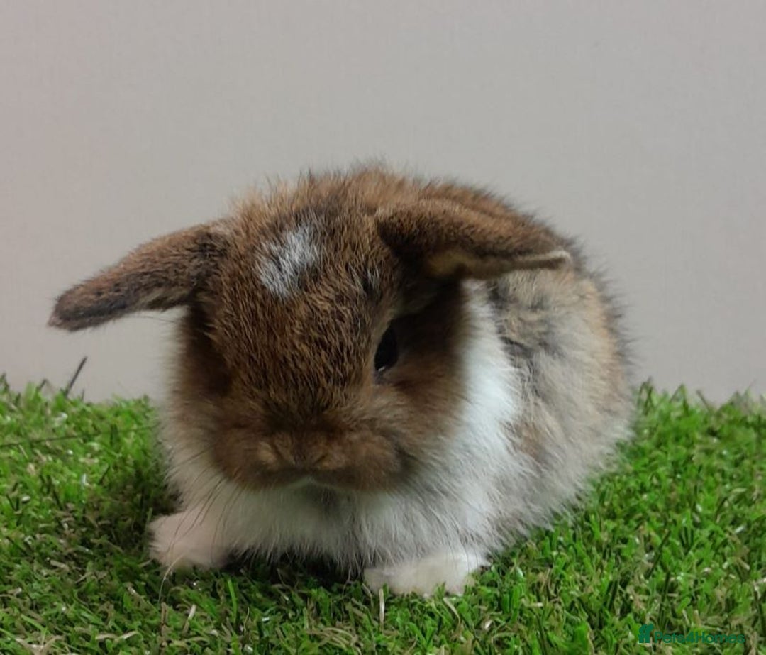 Mini Lop rabbits for sale: Beautiful friendly vaccinated Mini Lops - Image 4