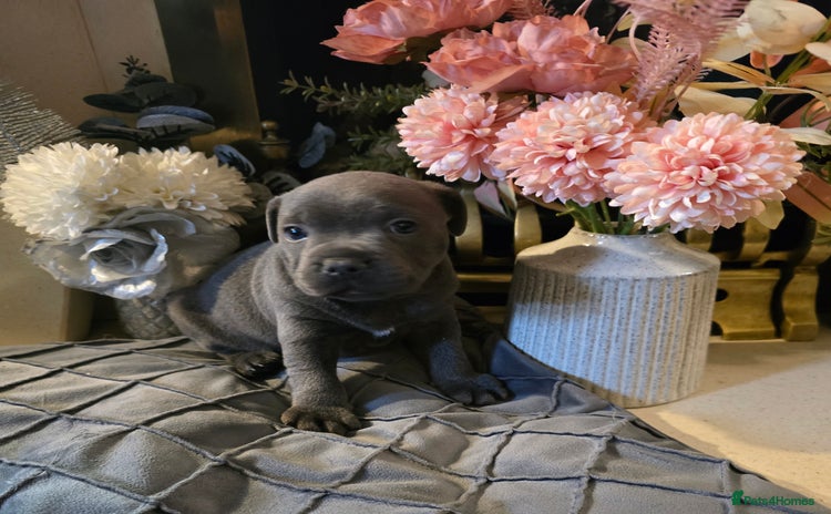 Staffordshire Bull Terrier dogs - Advert 6