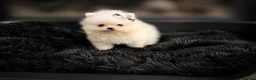 Pomeranian dogs for sale: ✨ Luxury Pomeranian Puppies ✨ - Advert 4