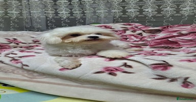 Maltese dogs Loving 8 month old puppy  - Advert 5