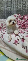 Maltese dogs Loving 8 month old puppy - Advert 5