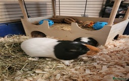 Guinea Pig rodents for sale: 2 female guinea pigs - Image 3