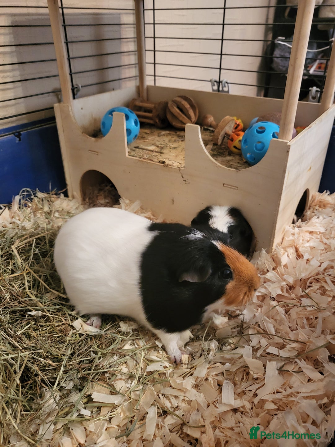 Guinea Pig rodents for sale: 2 female guinea pigs - Image 3