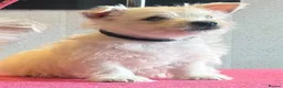 West Highland Terrier dogs for sale: West highland terrier  - Advert 4