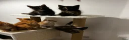 Maine Coon cats for sale: Beautiful Maine Coon Kittens - Advert 33