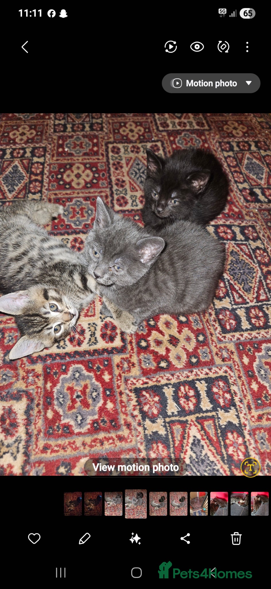 Mixed Breed cats russian  blue x  kittens  - Advert 11