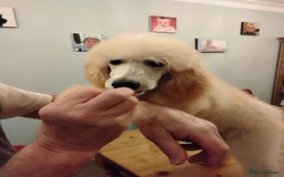 Standard Poodle dogs for sale: Stunning KC reg female standard poodle puppy. - Advert 2