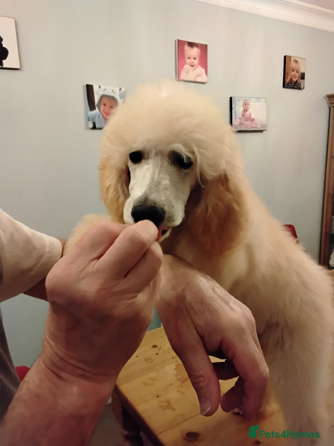 Standard Poodle dogs for sale: Stunning KC reg female standard poodle puppy. - Advert 2