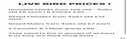Quail poultry for sale: QUAILS/CHINESE PAINTED BUTTONS ! - Advert 34