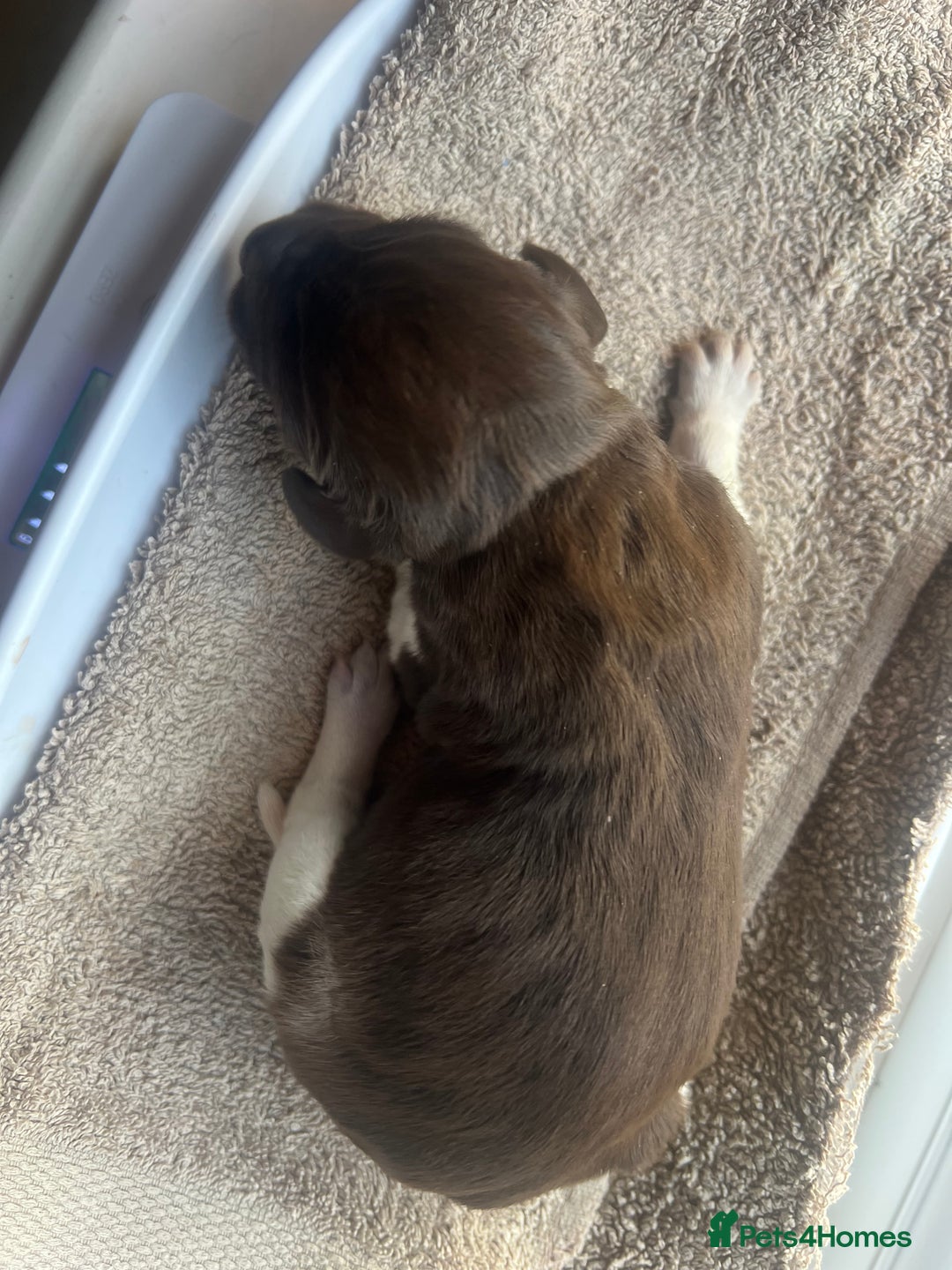 German Shorthaired Pointer dogs for sale: Beautiful KC reg German Shorthaired Pointer Pups - Image 23