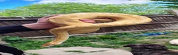 Python Snake reptiles for sale: Banana Ghi ball python  - Advert 7