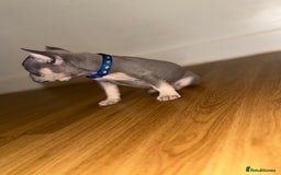 French Bulldog dogs for sale: BLUE & CREAM/TAN Isabella/pink carrying. - Image 14