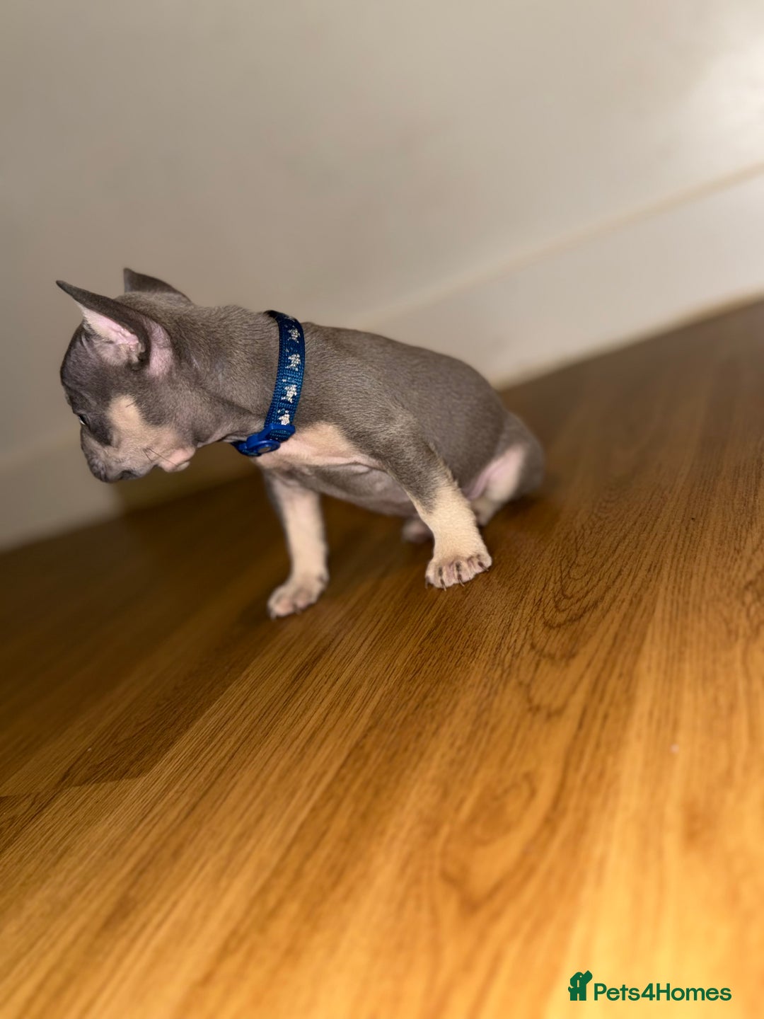 French Bulldog dogs for sale: BLUE & CREAM/TAN Isabella/pink carrying. - Image 14