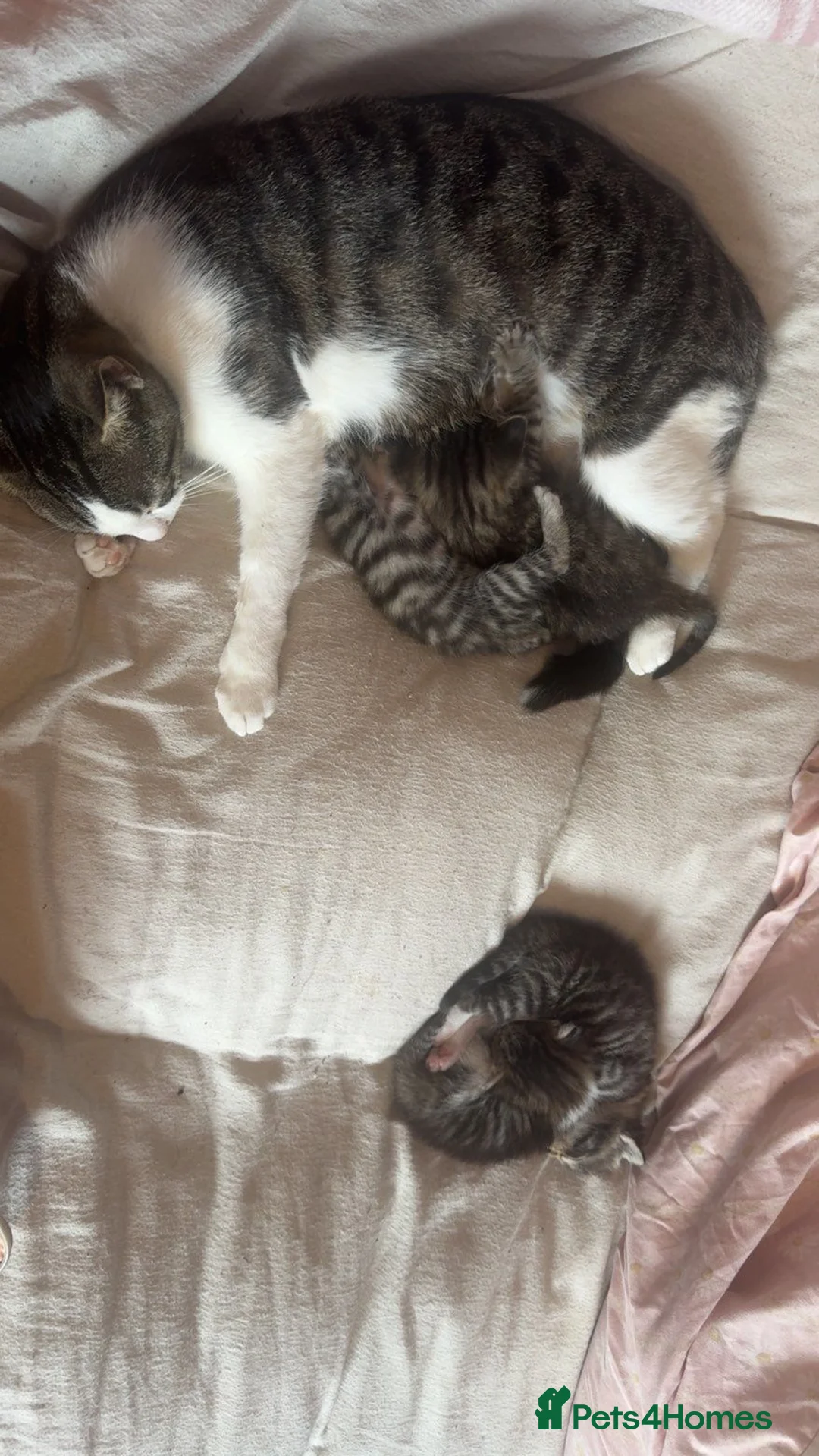 Mixed Breed cats for sale: 4 Beautiful Tabby cats - Advert 11