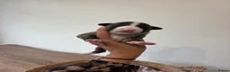 English Bull Terrier dogs for sale: Beautiful miniature English bull terrier puppies - Advert 14