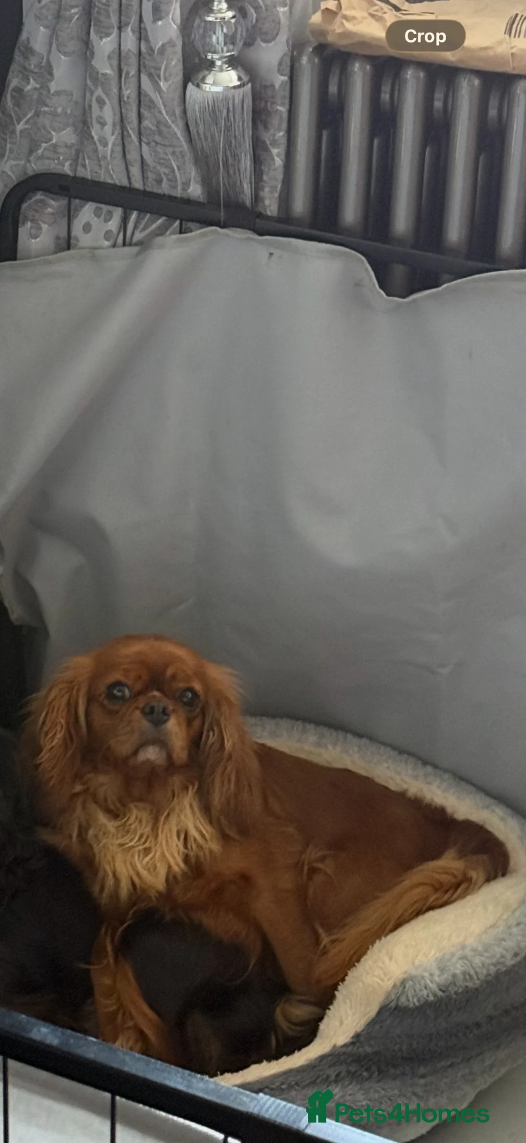 Cavalier King Charles Spaniel dogs for sale: Kc reg ruby cavalier adult female  - Advert 3