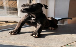 Cane Corso dogs for sale: Cane corso for sale  - Image 4