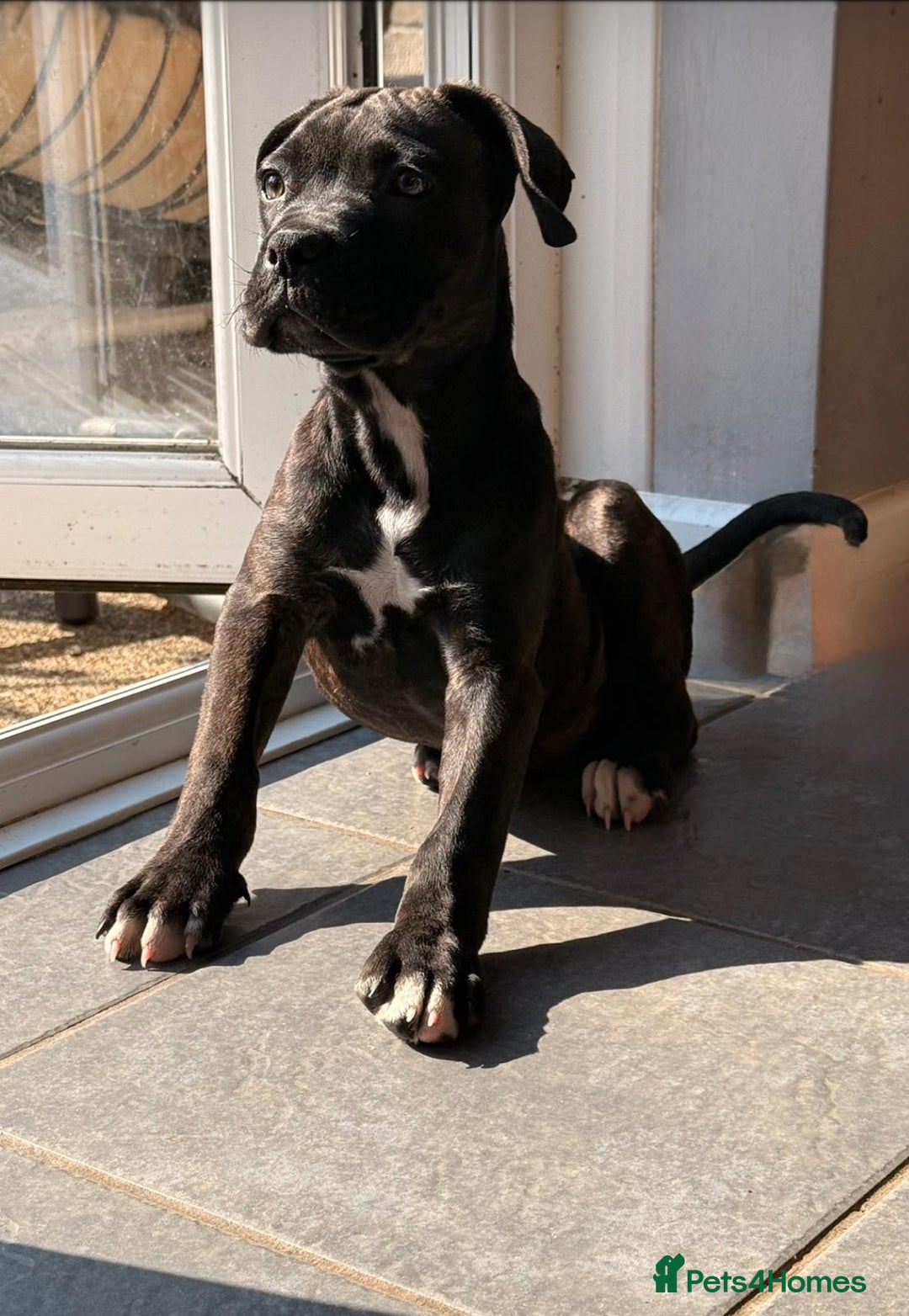 Cane Corso dogs for sale: Cane corso for sale  - Image 4