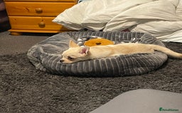 Mixed Breed dogs for sale: Pom-A-Pug 3 months - Image 4