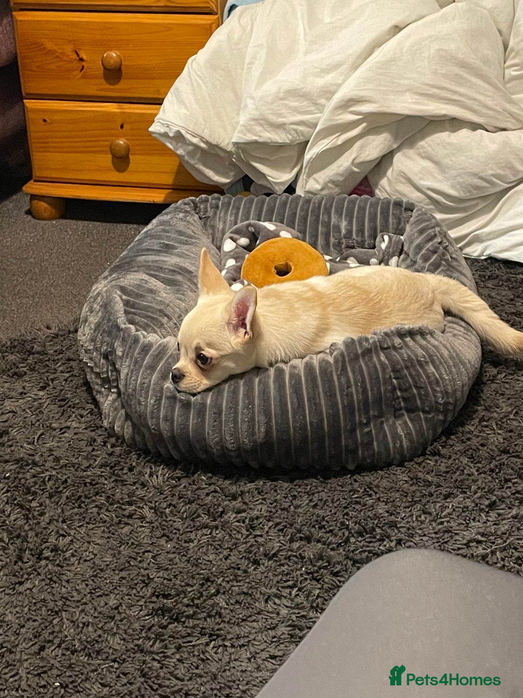 Mixed Breed dogs for sale: Pom-A-Pug 3 months - Image 4