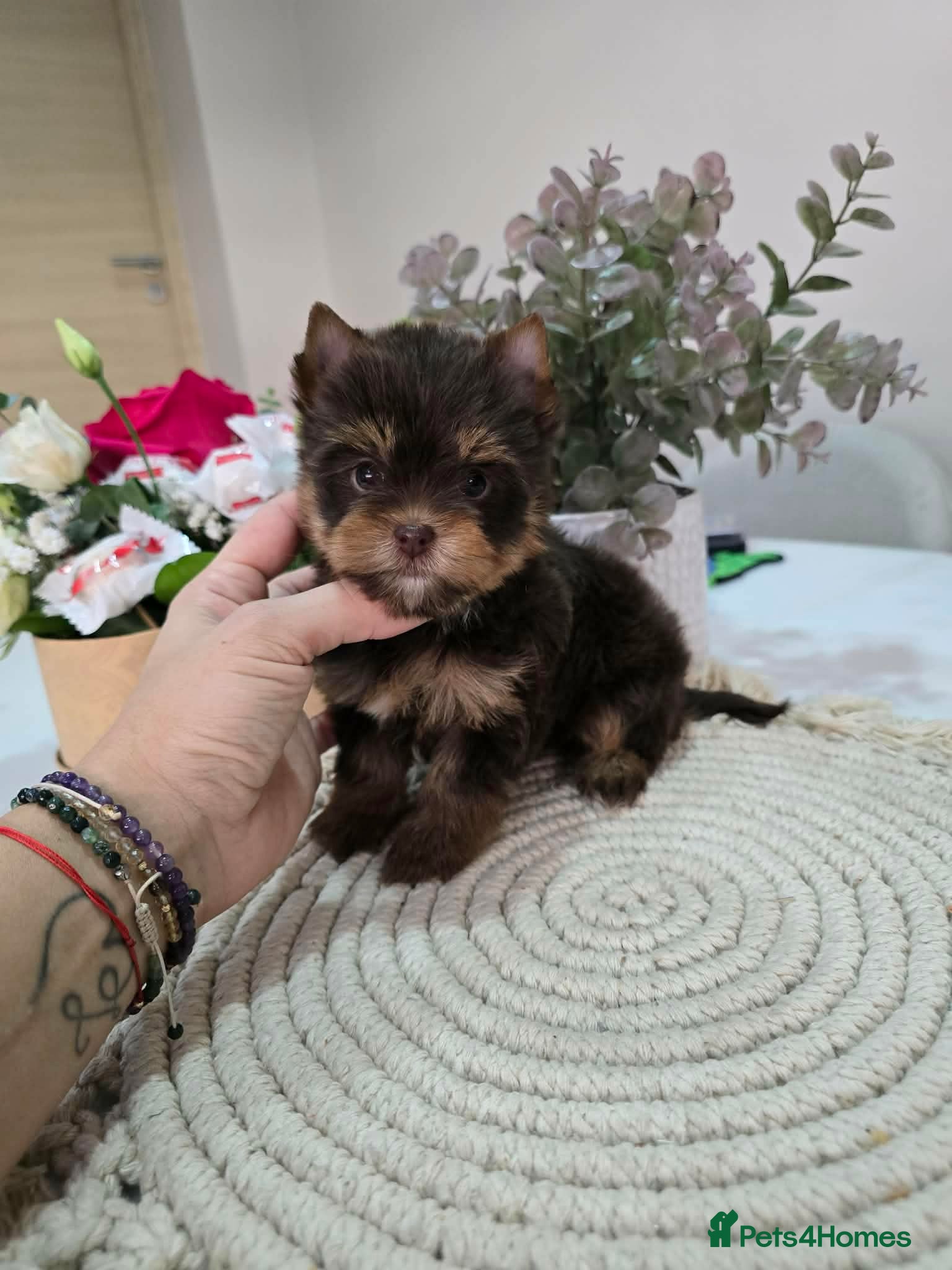 Yorkshire Terrier dogs Minnie Yorkshire terrier very rare colours - Advert 3