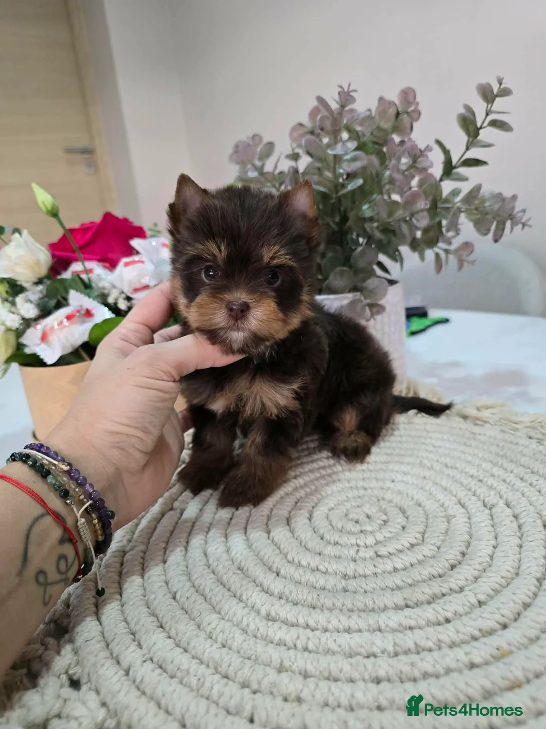 Yorkshire Terrier dogs for sale: Minnie Yorkshire terrier very rare colours - Advert 1