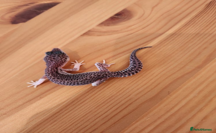 Leopard Gecko reptiles - Advert 4