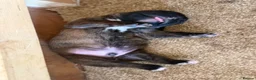 Boxer dogs for sale: Gorgeous Boxer Babies  - Advert 17