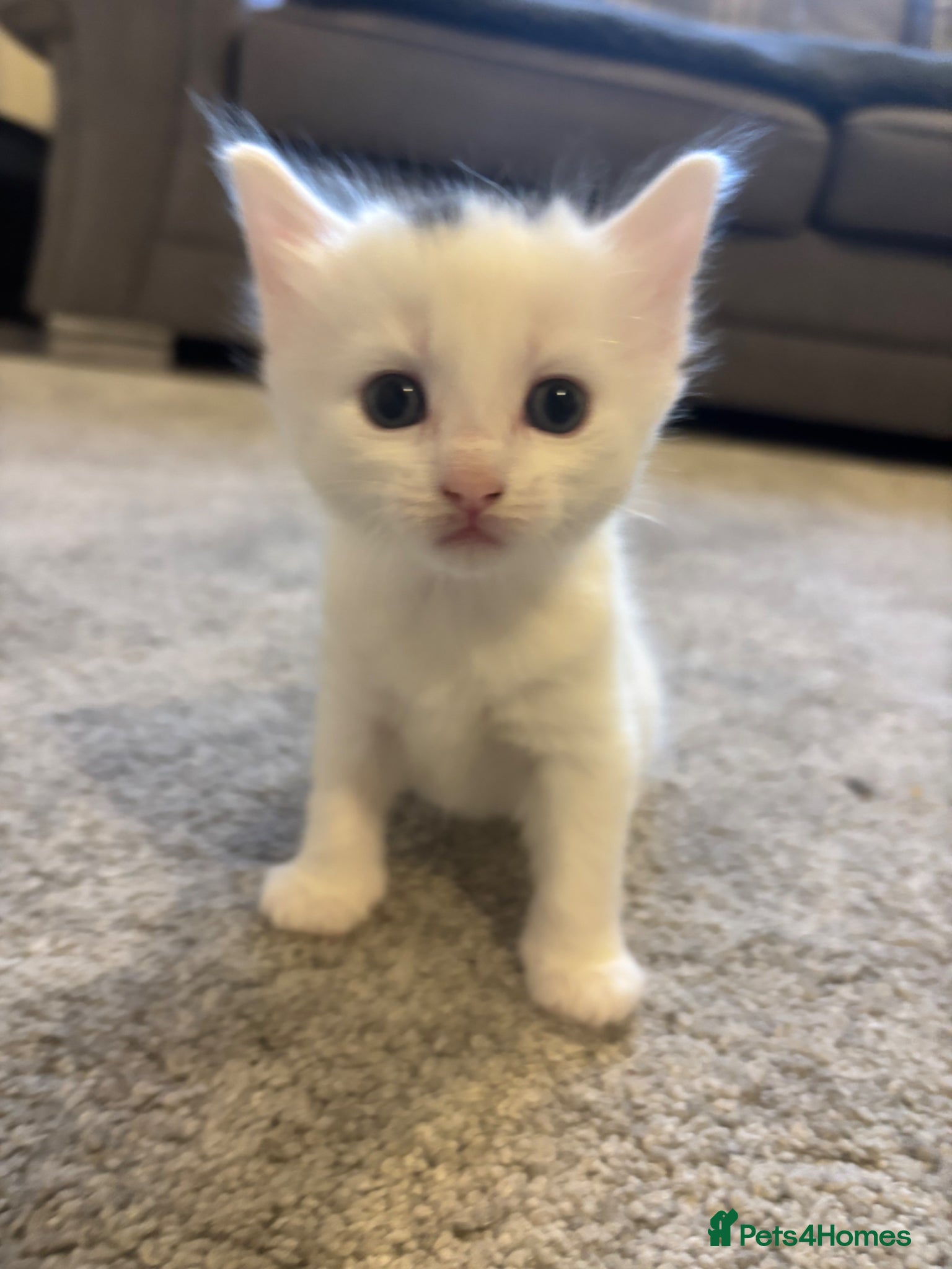 Mixed Breed cats Affectionate kittens  - Advert 5