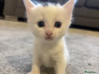 Mixed Breed cats Affectionate kittens - Advert 5