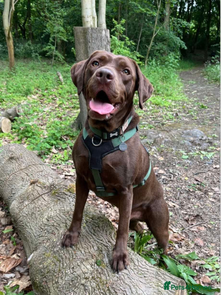 Labrador Retriever dogs Chocolate Labrador Retriever - Advert 6