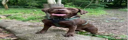 Labrador Retriever dogs for sale: Chocolate Labrador Retriever in Sheffield - Advert 1