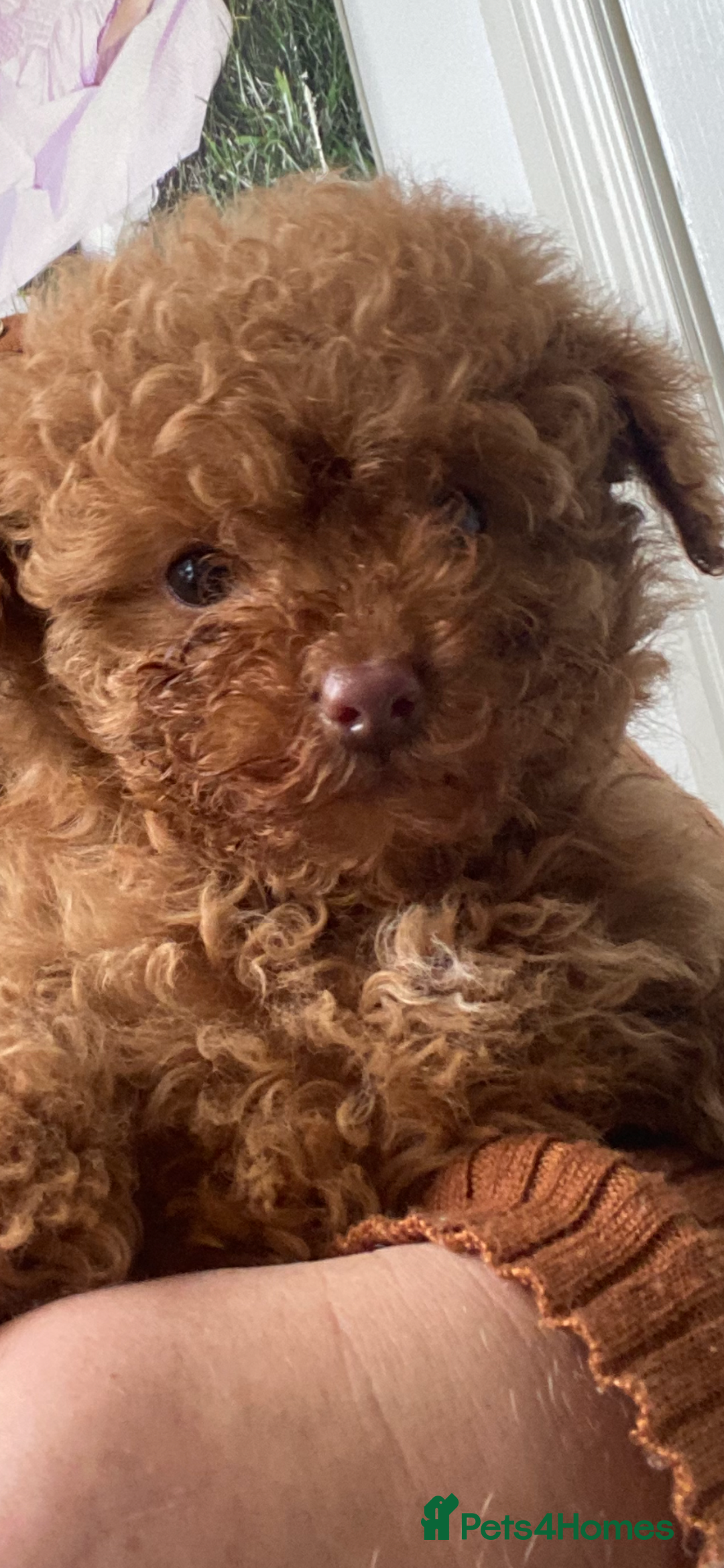 Toy Poodle dogs for sale: Toy poodle puppies  - Advert 18