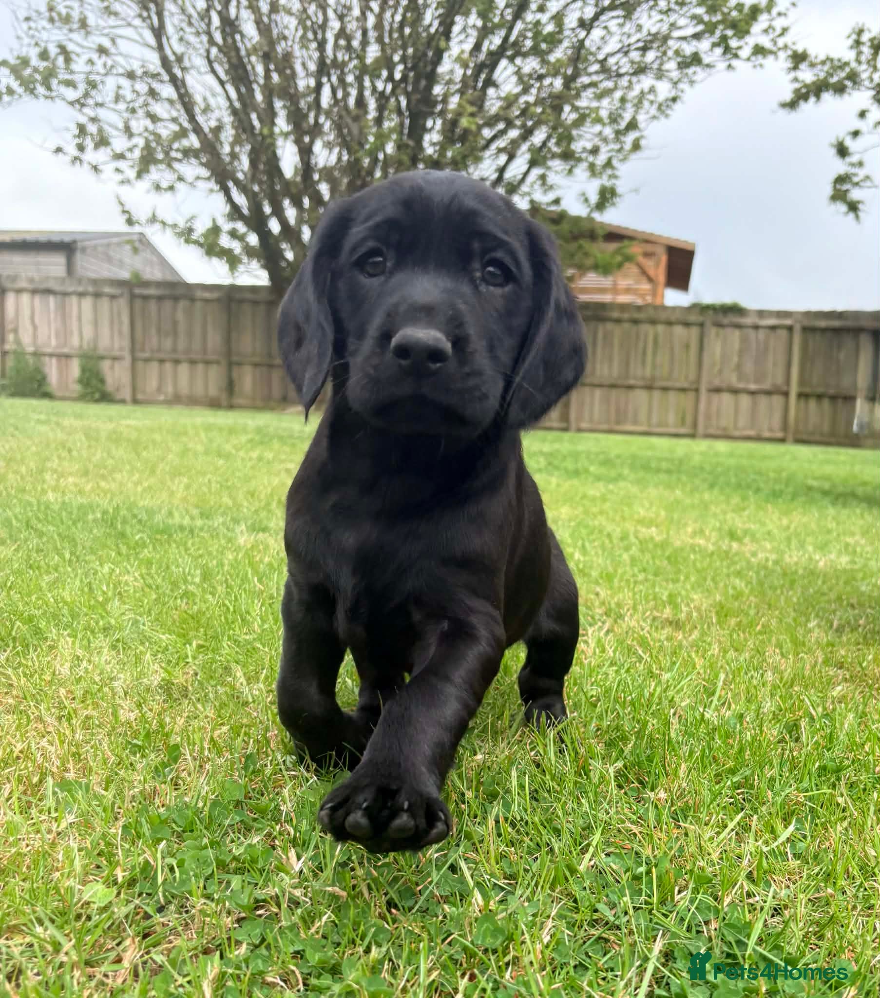 Springador dogs for sale: Spaniel x Labrador puppies  - Advert 9