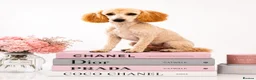 Miniature Poodle dogs for sale: Mini poodle mix  - Advert 2