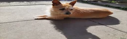 Jack Chi dogs for sale: Jack chi female Honey - Advert 1