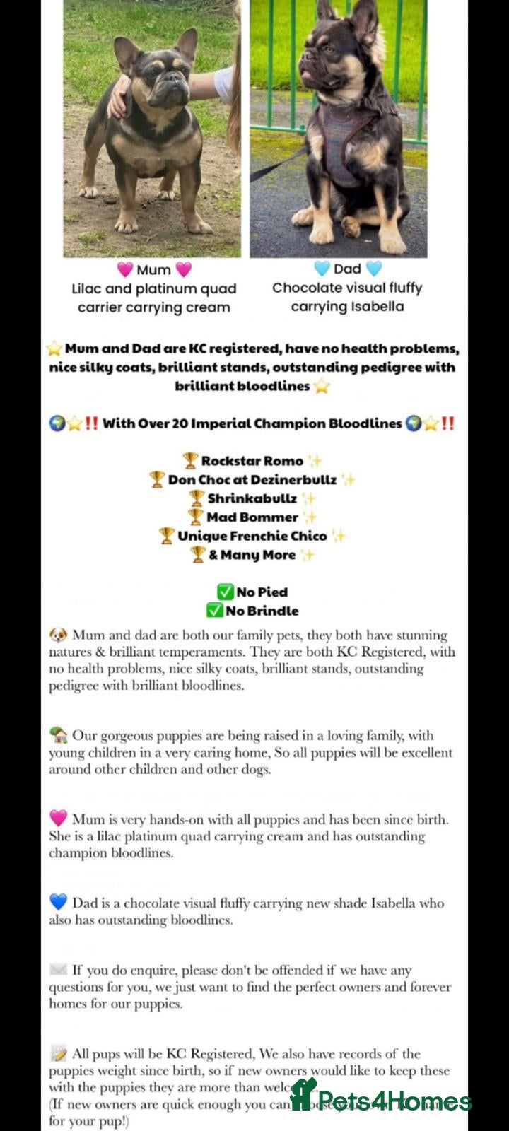 French Bulldog dogs 🏆 OVER 20 IMPERIAL CHAMPIONS IN THE BLOODLINE 🏆 - Advert 1