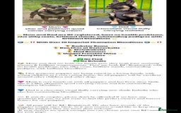 French Bulldog dogs for sale: 🏆 OVER 20 IMPERIAL CHAMPIONS IN THE BLOODLINE 🏆 - Image 1
