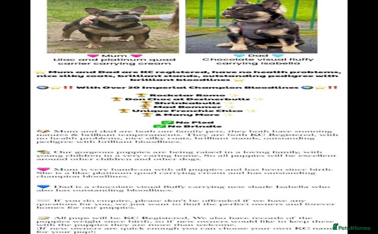 French Bulldog dogs - Advert 1