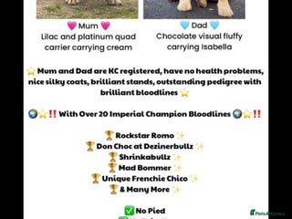 French Bulldog dogs - Advert 12