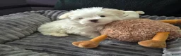 Maltese dogs for sale: 🐶Exceptional Maltese Puppies–ONLY 2 BOYS LEFT  - Advert 3