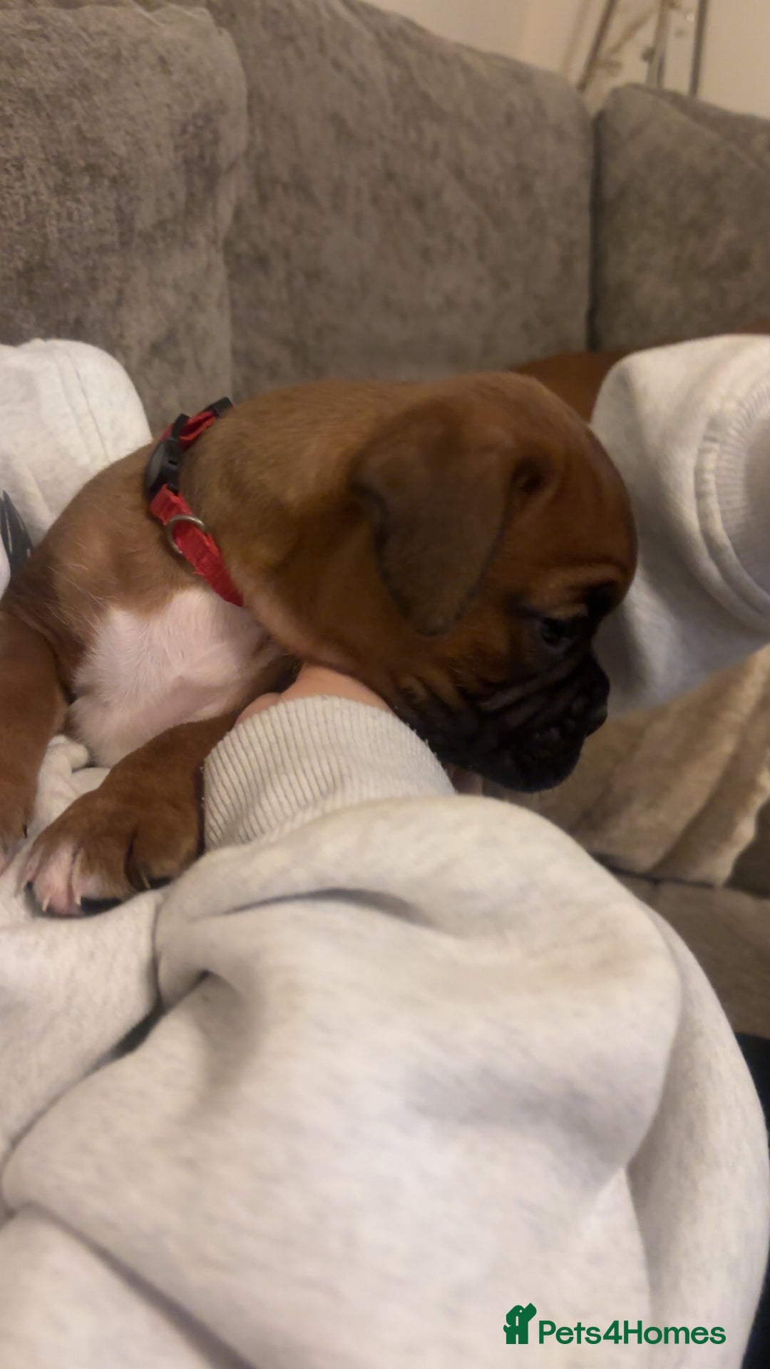 Boxer dogs for sale: Ready to leave one girl left - Advert 6