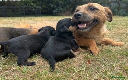Jack Russell dogs for sale: Jack Russel terrier puppies for sale - Image 15