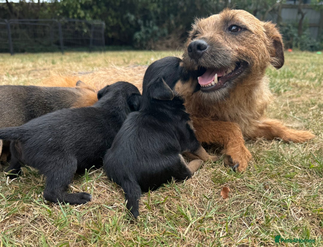 Jack Russell dogs for sale: Jack Russel terrier puppies for sale - Image 15