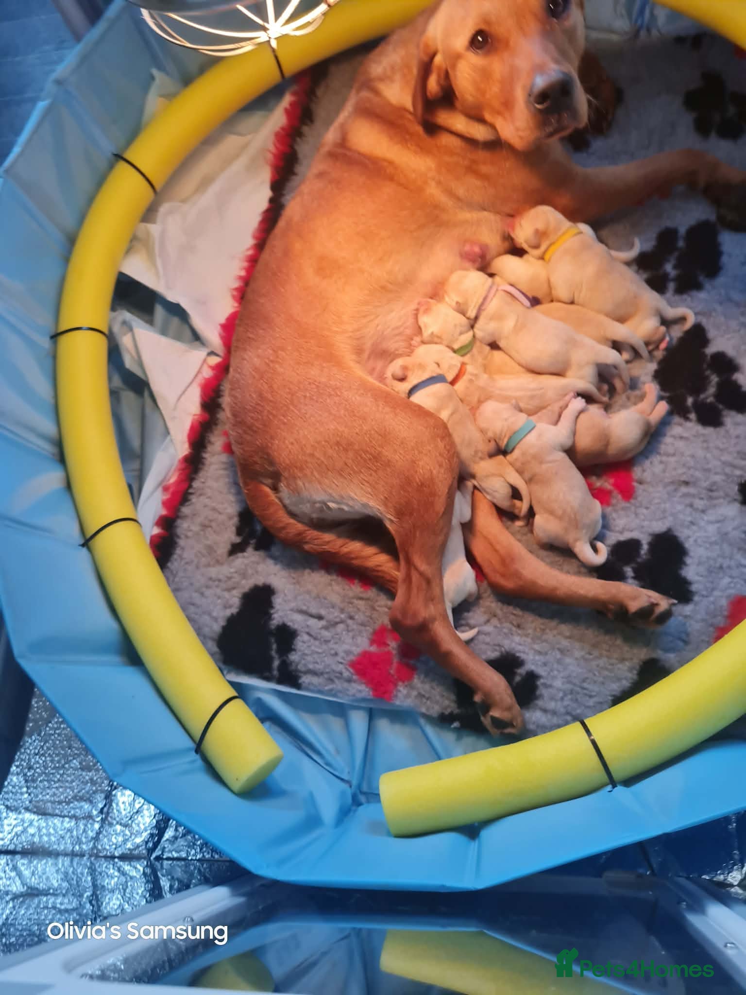 Labrador Retriever dogs Gorgeous chunky labrador puppies for sale  - Advert 1