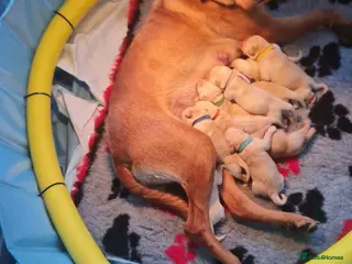 Labrador Retriever dogs Gorgeous chunky labrador puppies for sale - Advert 1