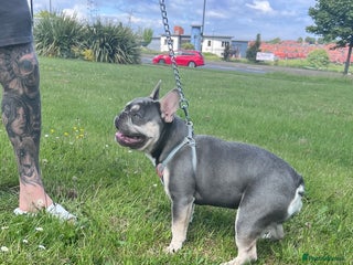 French Bulldog dogs in Sunderland - Advert 4