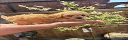 Toy Poodle dogs for sale: Beautiful Litter of Toy Poodle Pups  - Advert 17