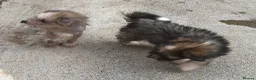 Chinese Crested dogs for sale: Hairless Chinese Cresteds  - Advert 17